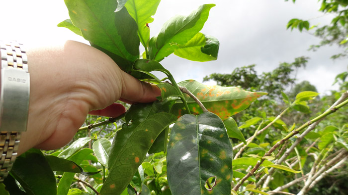 Deteccion temprana en campo